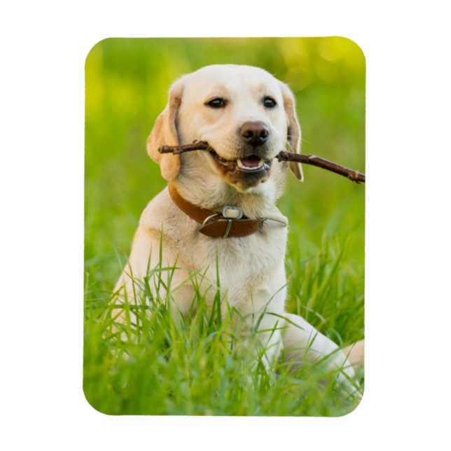 Gelbe Labrador-Plays mit Stick Magnet (Vertikal)