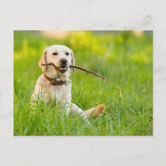 Gelbe Labrador-Plays mit Stick Postkarte (Vorderseite)