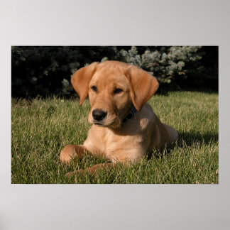 Gelbe Labrador Puppy Poster