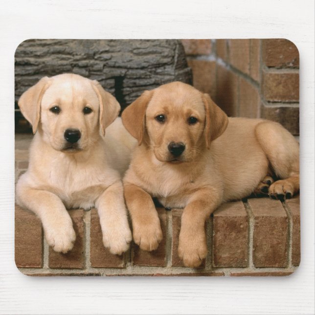 Gelbe Labrador Reittiere Welpenhunde Mousepad (Vorne)