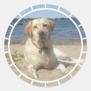 Gelbe Labrador retriever-Aufkleber Runder Aufkleber