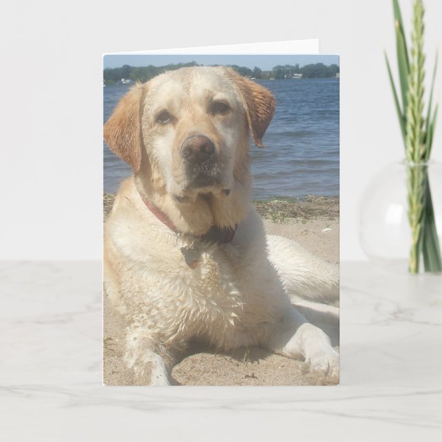 Gelbe Labrador retriever-Gruß-Karte Karte (Vorderseite)
