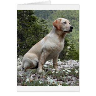 gelbe Labrador sitzend.png