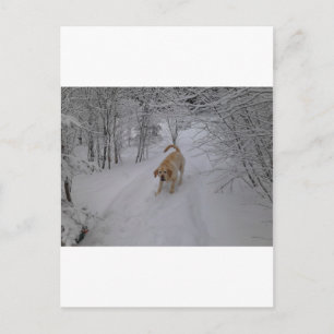 gelbe Labrador spielen im Winter Postkarte