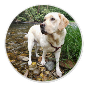 Gelbe Labrador, Wasserhunde im Bach Keramikknauf