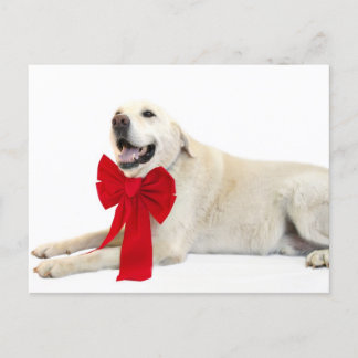 gelbe Labrador Weihnachten