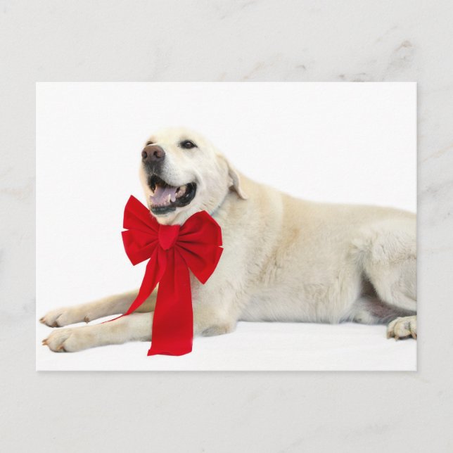 gelbe Labrador Weihnachten (Vorderseite)