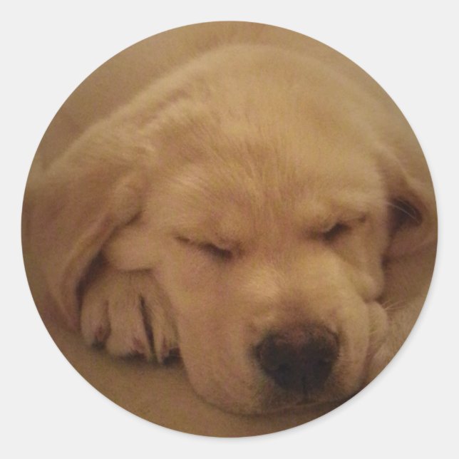 Gelbe Labrador Welpe Schlafen Runder Aufkleber (Vorderseite)
