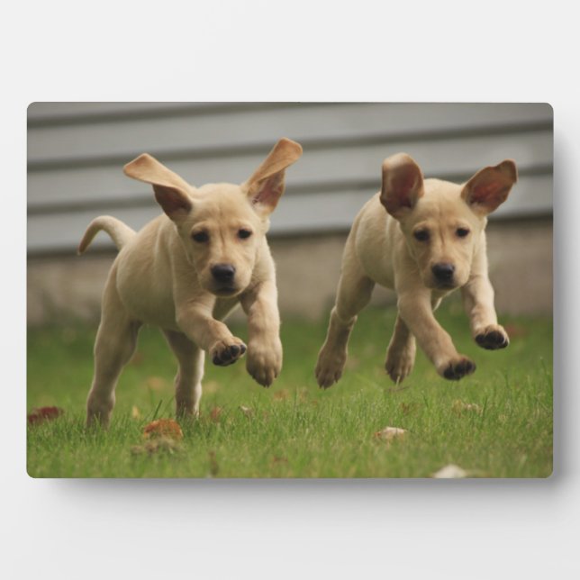 Gelbe Labrador-Welpen Fotoplatte (Vorderseite)