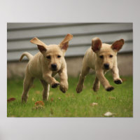 Gelbe Labrador-Welpen