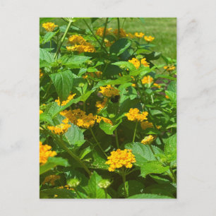 Gelbe Lantana-Blüten und Bestäuber Postkarte