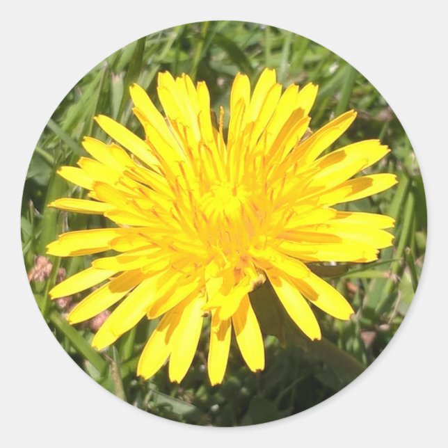 Gelbe Leuchte Blume Foto Aufkleber (Vorderseite)