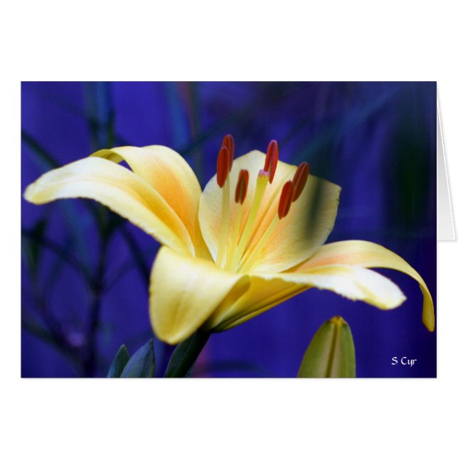 Gelbe Lilie, S Cyr (Vorderseite (Horizontal))