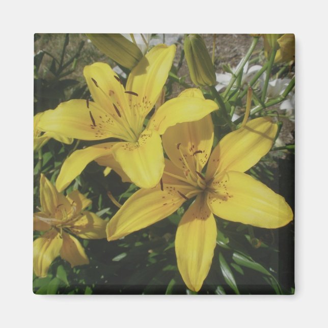 Gelbe Lilien Magnet (Vorne)