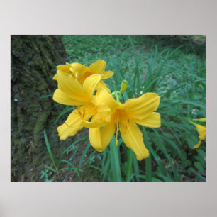 Gelbe Lilien Poster