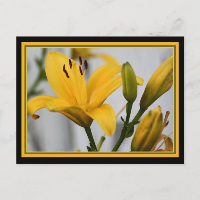 Gelbe Lilien Postkarte (Vorderseite)