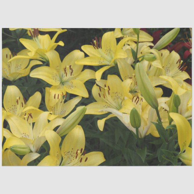 Gelbe Lilien Seidenpapier (Vorderseite)