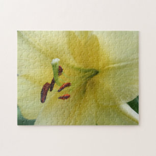 Gelbe Lilienblüte Nahaufnahme 
