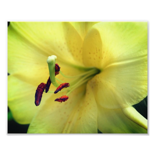 Gelbe Lily-Blume Nah 8x10 Fotodruck (Vorne)