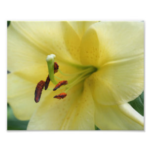 Gelbe Lily-Blume-Petals 8x10 Fotodruck