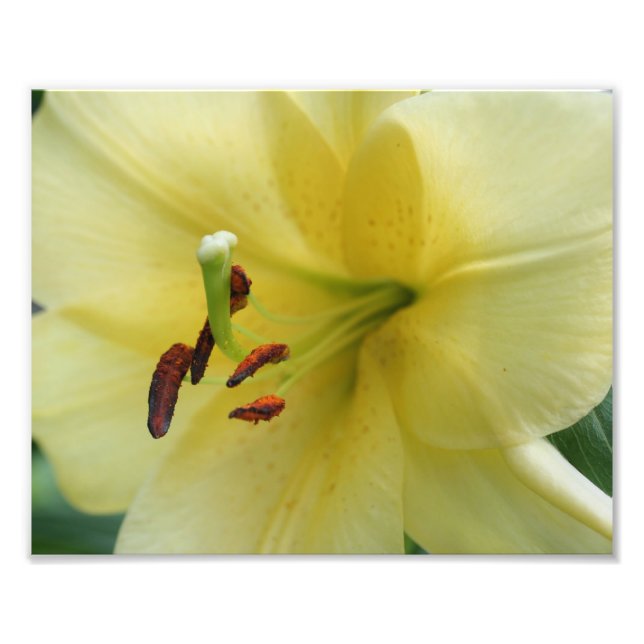 Gelbe Lily-Blume-Petals 8x10 Fotodruck (Vorne)