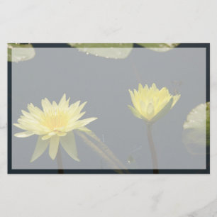Gelbe Lotus-Wasserlilie Blume