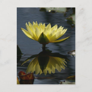Gelbe Lotus Wasserlilie Postkarte