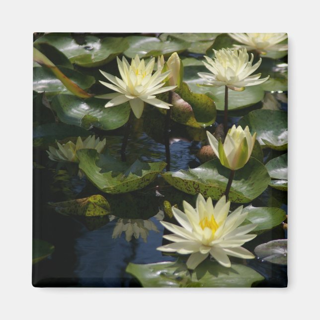 Gelbe Lotus-Wasserlilien-Magnet Magnet (Vorne)