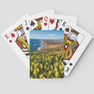 Gelbe Lupine oberhalb des Point Reyes-Strandes bei Spielkarten