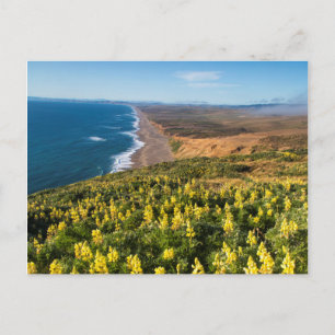 Gelbe Lupine über Point Reyes Beach an Point Postkarte