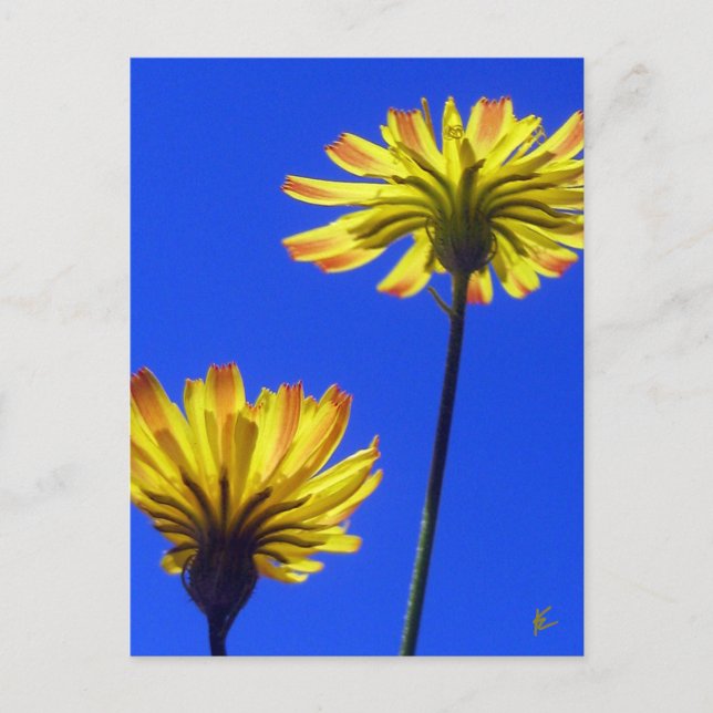 Gelbe Lüster gegen blauen Himmel Postkarte (Vorderseite)