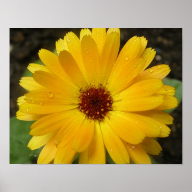Gelbe Marigold Macro Print Poster (Vorne)