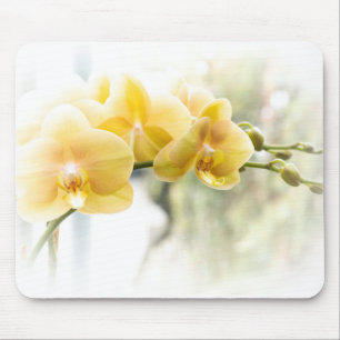 Gelbe Moth Orchid im Sonnenschein Mousepad