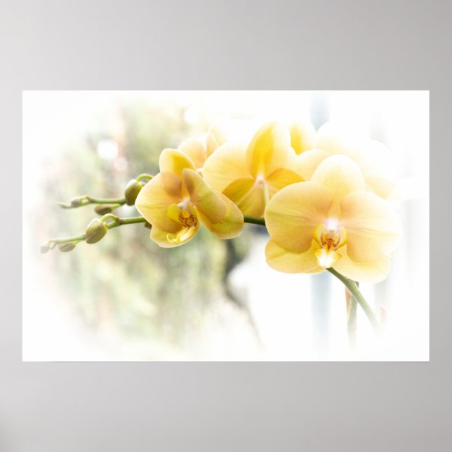 Gelbe Moth Orchid im Sonnenschein Poster (Vorne)