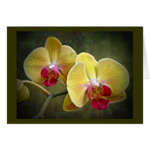 Gelbe Motten-Orchideen - Phalaenopsis