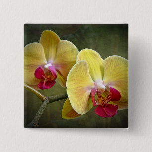 Gelbe Motten-Orchideen - Phalaenopsis Button