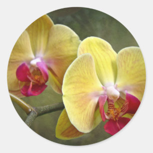 Gelbe Motten-Orchideen - Phalaenopsis Runder Aufkleber
