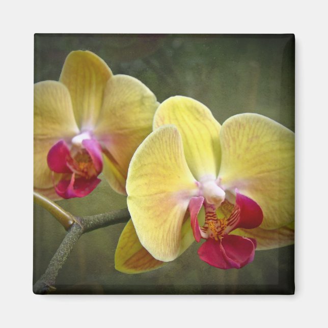 Gelbe Mottenorchien - Phalaenopsis Magnet (Vorne)