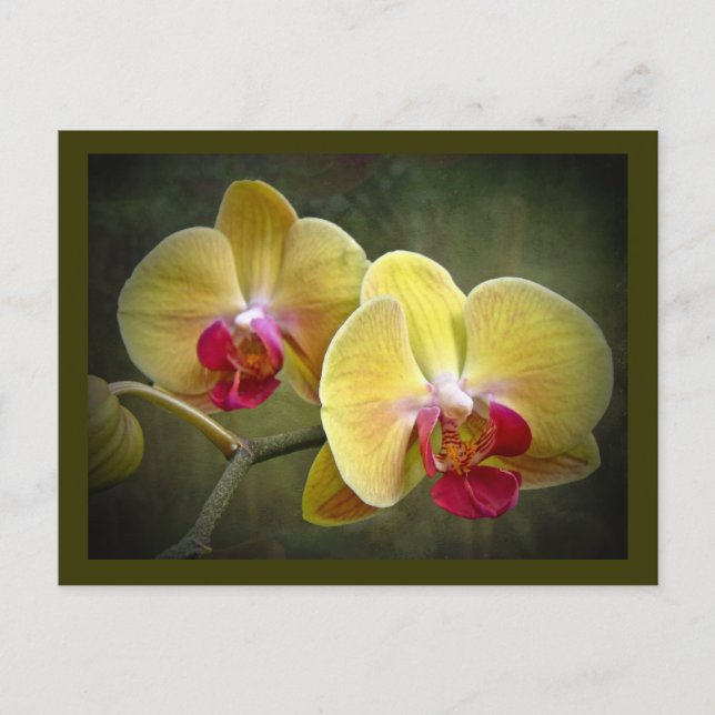 Gelbe Mottenorchien - Phalaenopsis Postkarte (Vorderseite)