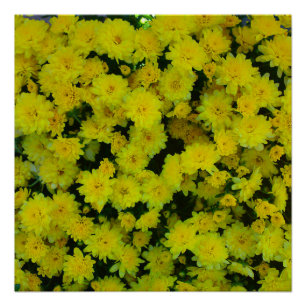 Gelbe Mums Blume Perfektes Poster