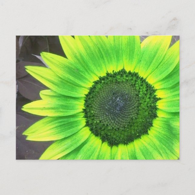 Gelbe N Grüne Sonnenblume  Postkarte (Vorderseite)