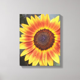 Gelbe N orangefarbene Sonnenblumen Leinwanddruck