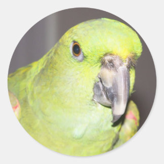 Gelbe-Naped-Amazon-Papagei-Aufkleber Runder Aufkleber