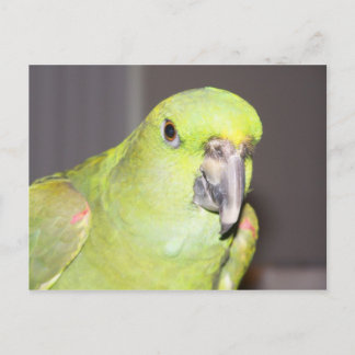 Gelbe-Naped-Amazon-Papagei-Postkarte Postkarte