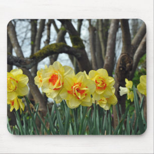 Gelbe Narzisse Mousepad
