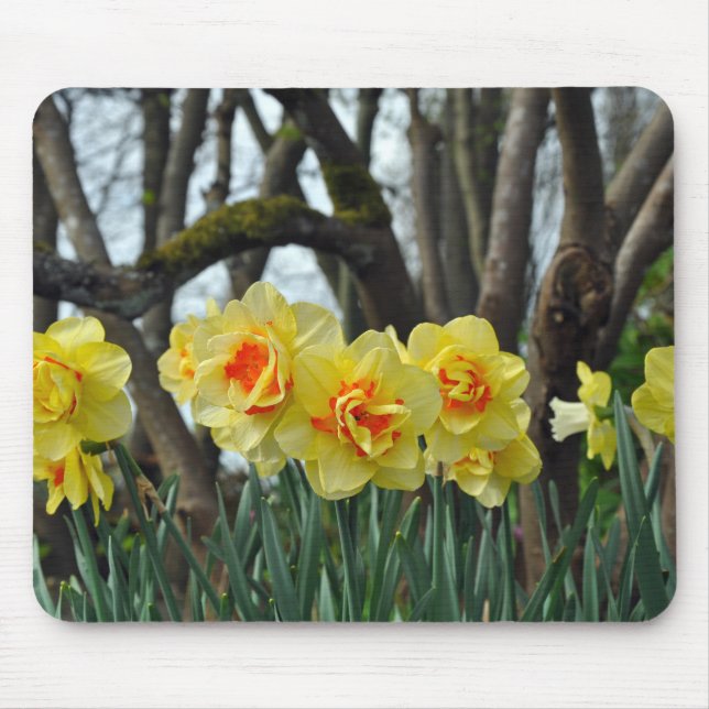 Gelbe Narzisse Mousepad (Vorne)