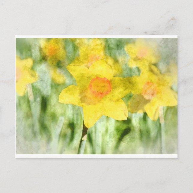 Gelbe Narzissen Aquarellfarben Postkarte (Vorderseite)