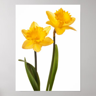 Gelbe Narzissen auf Weiß - Narzissen-Blumen-freier Poster