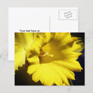 Gelbe Narzissen-Blumenfotografie Postkarte
