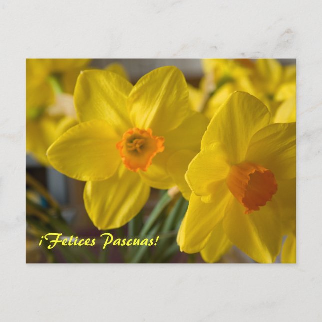 Gelbe Narzissen ¡Felices Pascuas! Postkarte (Vorderseite)